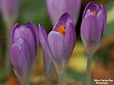 macro natuur 2022
